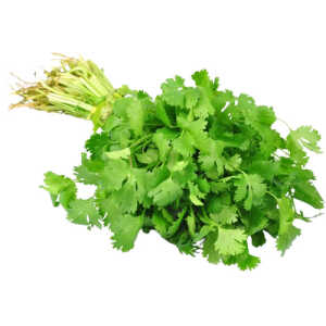 Culantro