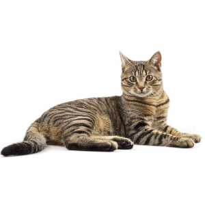 Mishicat