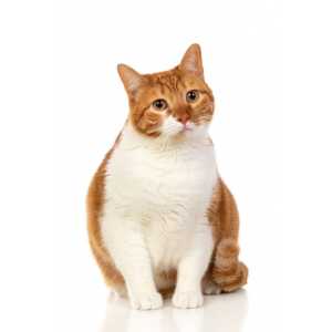 Ricocat esterelizado