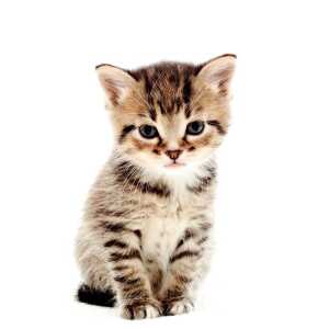 Ricocat cachorro